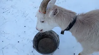 Утро, козы... Зимнее кормление коз.