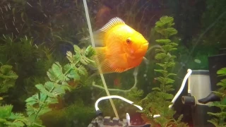 Male or Female Severum Fish?