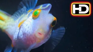 PUFF: WONDERS OF THE REEF Trailer (2021) | NETFLIX