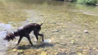 ДРАТХААР ВОЛКЕР.КУПАНИЕ В РЕКЕ.ПЕРВЫЕ ПОДАЧИ С ВОДЫ.07.2018