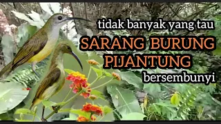 MENCARI SARANG BURUNG PIJANTUNG || LOKASI FAVORIT BURUNG PIJANTUNG