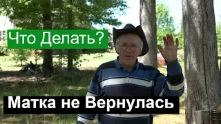 Пасека #118 Что Делать? | Матка не Вернулась / Потерялась Матка /  Пчеловодство для начинающих