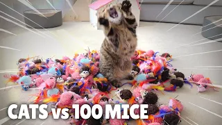 Cats vs 100 Mice | Kittisaurus