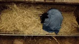 Bull calf, warming up and drying off