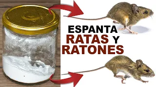 Si lo Echas en tu Casa todas las Ratas y Ratones Huirán