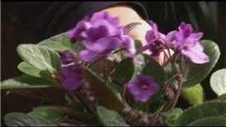 Caring for African Violets : Types of African Violets