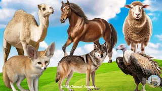 Happy Animal Farm Sounds: Sheep, Camel, Fennec Fox, Goose, Horse, Vulture - Animal Paradise