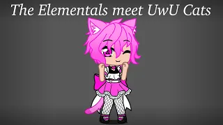 The Elementals meet UwU Cats