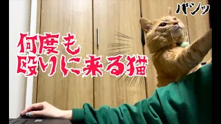 用があると顔面を殴ってくる元野良猫まるとらがおもろかわいいｗ