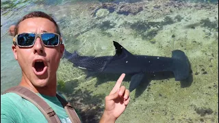 Almost Swam With Giant HAMMERHEAD SHARK!