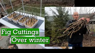 Preparing Fig Cuttings | Start to Finish for Over-Winter Rooting