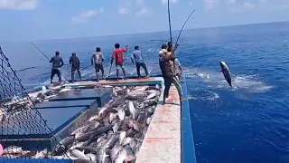 Pole and Line Tuna Fishing
