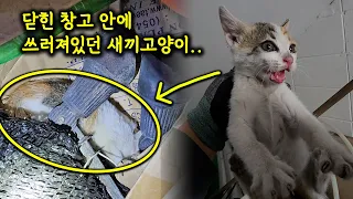 닫혀진 창고 안에 쓰러져있던 새끼 고양이..