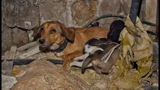 8 Puppies live in Abandoned Toilet in Terrible Conditions