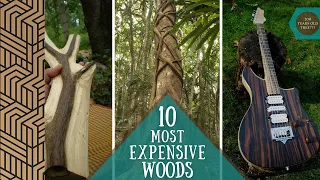 200 Years Old Wood ! | Most Expensive Woods In The World |
