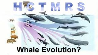 How Creationism Taught Me Real Science 55 Whale Evolution?