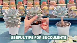 Useful Tips for Succulents | 多肉植物| 다육이들 | Suculentas