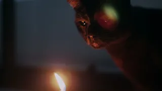 A curious cat looking at candle