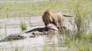 Tug of war between sand river male lion and crocodile...