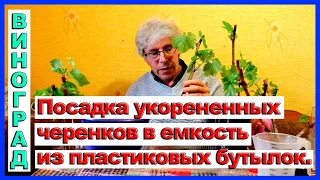 Посадка укоренённых черенков винограда.