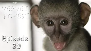 Orphaned Baby Vervet Monkey - Trisha Gets Thrush Infection - Ep. 30