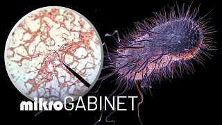 Po co bakterie poświęcają życie? | mikroGABINET