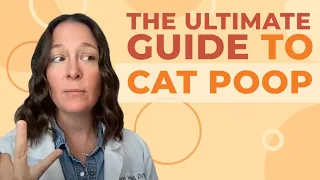 A Vet's Guide to Cat Poop