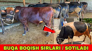 BUQA BOQISH SIRLARI 99-228-29-36 SOTILADI BUQALAR