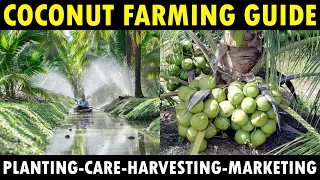 COCONUT FARMING / COCONUT CULTIVATION | Planting, Growing, Varieties, Care & Harvesting