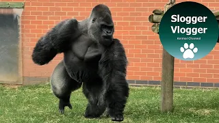 Sons Force Calm Silverback To Charge