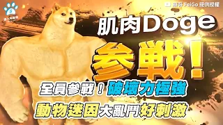 【全員參戰！破壞力極強 動物迷因大亂鬥好刺激】｜@Fei_Go