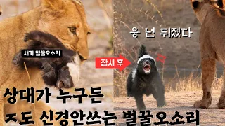 만나면 선빵부터 갈기고 보는 벌꿀오소리