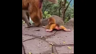 Baby Monkey - cry and run after his mama 🐒#Cute￼