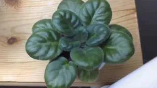 African Violet - 7 month time lapse