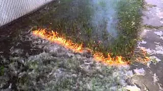 Fuzzy Lawn Burn - The Sequel