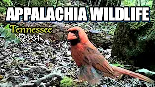 Appalachia Wildlife Video 23-31 from Trail Cameras in the Foothills of the Great Smoky Mountains