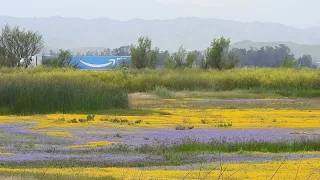 Wildflower Blooming at Sacramento National Wildlife Refuge 2024 Short Version