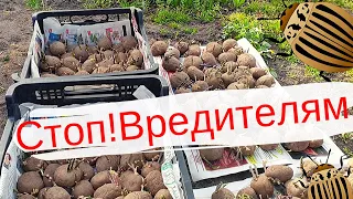 100% ЗАЩИТА Картофеля от колорадского жука и болезней!