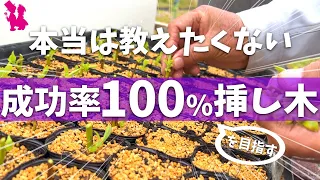 【悪用厳禁】ブルーベリーの挿し木を百発百中成功させる秘訣をプロが実演解説