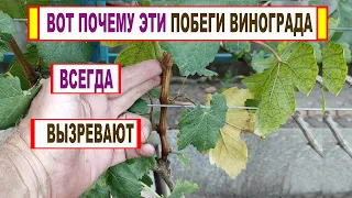 🍇 Простой ПРИЕМ для ВЫЗРЕВАНИЯ ЛОЗЫ ВИНОГРАДА и получения ПОВЫШЕННОГО УРОЖАЯ. Жадным не смотреть)))