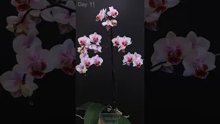 Orchid Timelapse