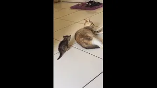 Cute little copy cat mimic every mama's move~~