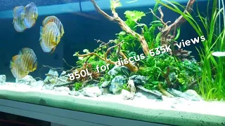 aquascaping 850 litres discus