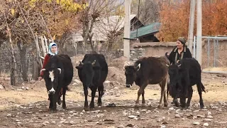 Tajikistan: Poverty reduction through climate resilience