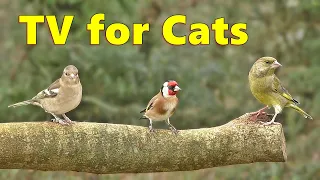 Cat TV ~ Birds for Cats to Watch Extravaganza by Paul Dinning ⭐ 8 HOURS ⭐