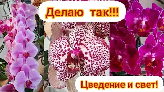 Так делаю..  и орхидеи цветут пышными букетами. лампы, орхидеи,  цветение, Марсель. 15 марта 2022 г.