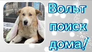 Вольф ищет дом!