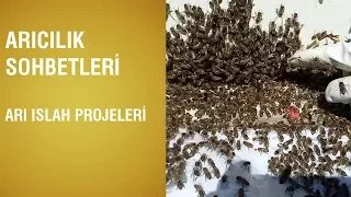 Arıcılık Sohbetleri - Arı Islah Projeleri / 37.Bölüm