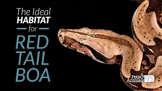 The Ideal Habitat for Red Tail Boa | Pets & Animals Tips
