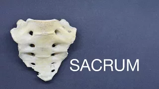 SACRUM